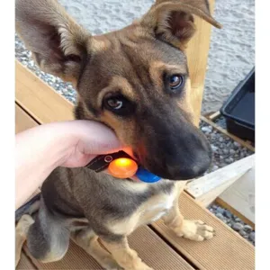 Bright LED Pet Clip