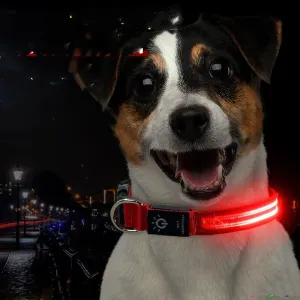 LED Pet Collar Waterproof Lighting Collar Night