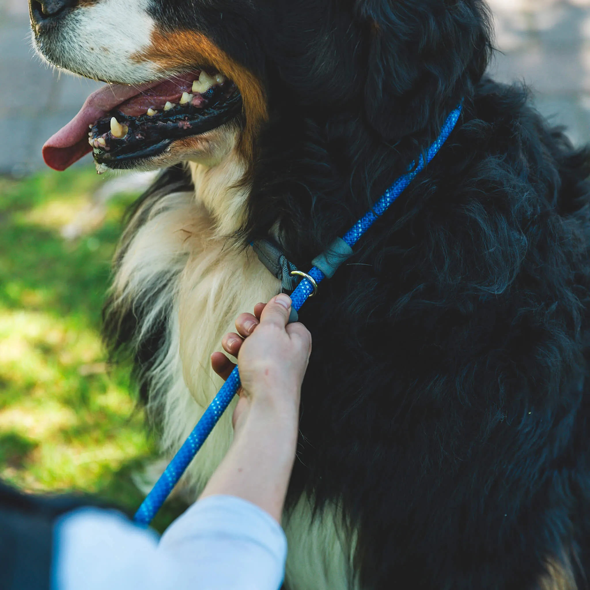 RuffWear Just-a-Cinch Leash for Dogs